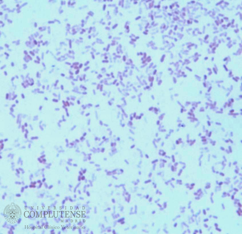 Lavado broncoalveolar de un perro de 10 años con dificultad respiratoria. Imagen microscópica de Escherichia coli. Tinción de Gram.