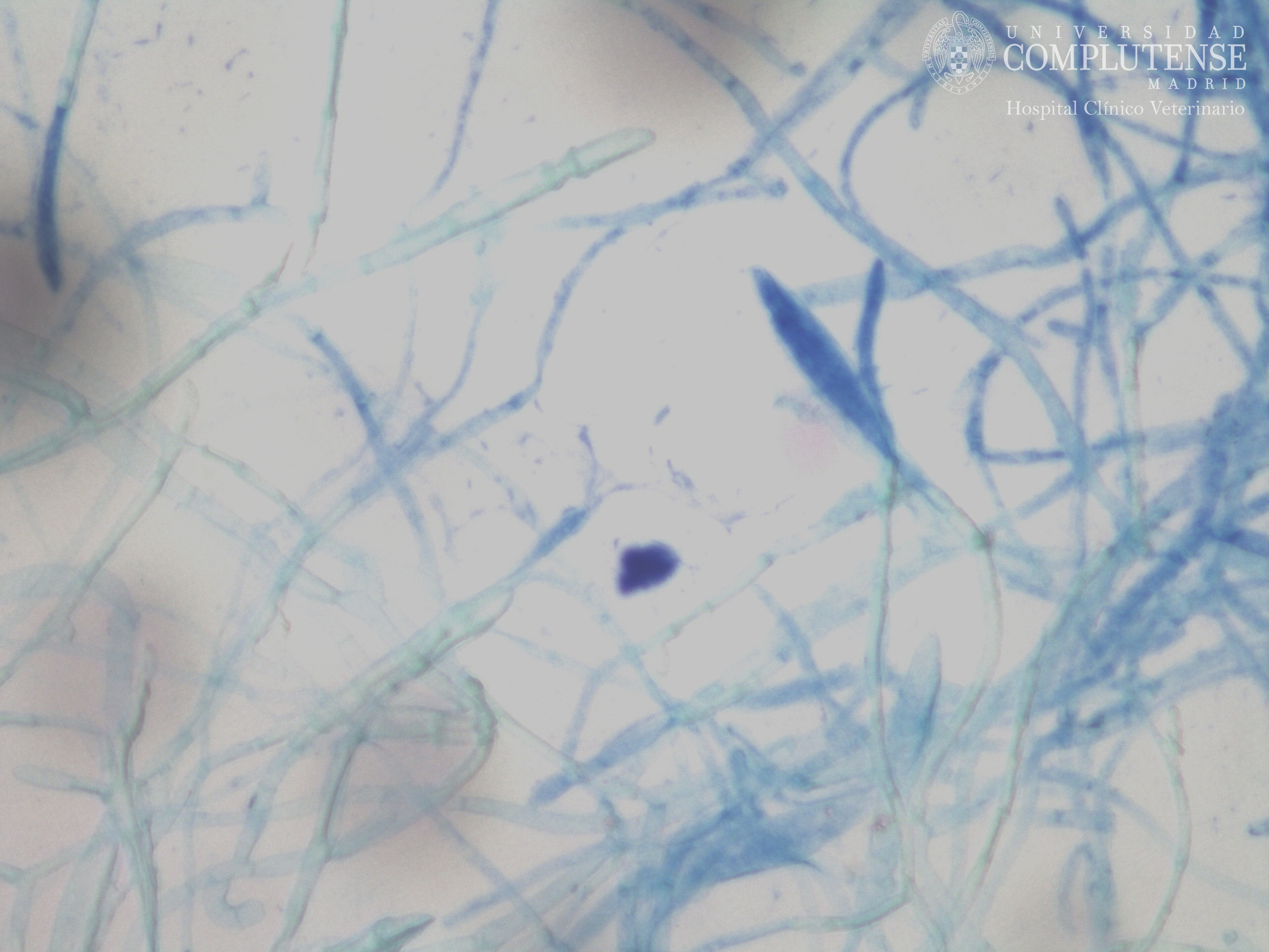 Lesión alopécica descamativa de un perro. Imagen microscópica de Microsporum canis. Tinción con Azul de Metileno.