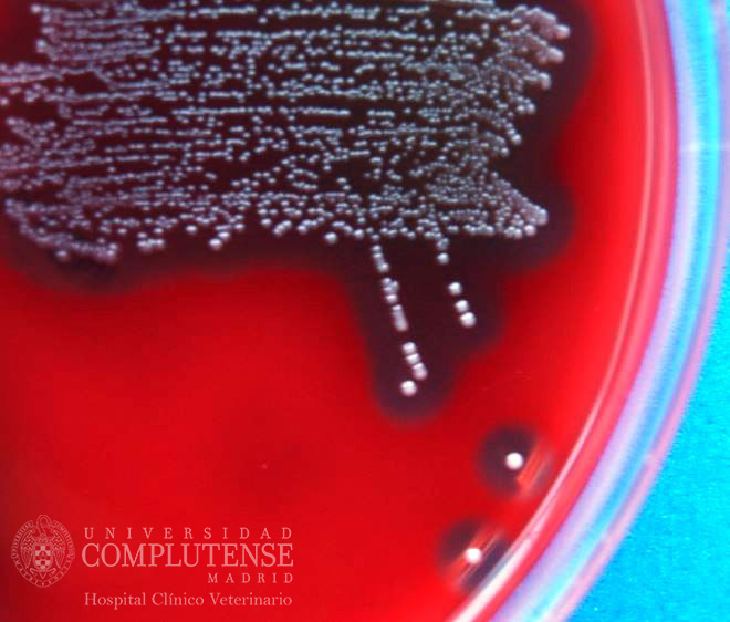 Muestra de contenido de senos paranasales de un équido PSI con sinusitis recurrentes. Imagen macroscópica de Streptococcus spp aislado en Medio de cultivo Columbia Agar Sangre.