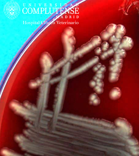Muestra de contenido de senos paranasales de un équido PSI con sinusitis recurrentes. Imagen macroscópica de Enterobacteriaceae en Medio de cultivo Columbia Agar Sangre.