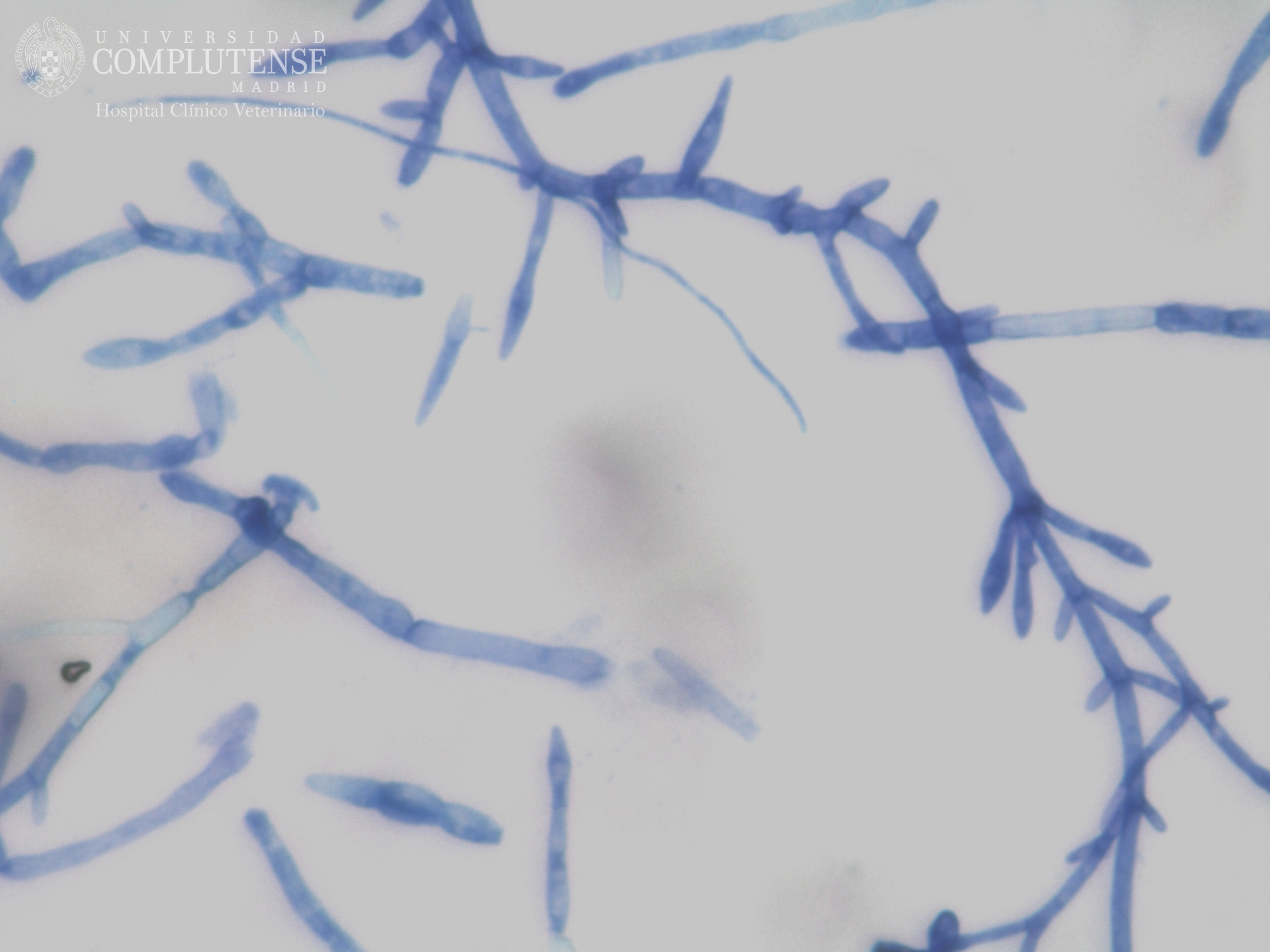 Lesión alopécica descamativa de un perro. Imagen microscópica de Trichophyton sp. Tinción con Azul de Metileno.