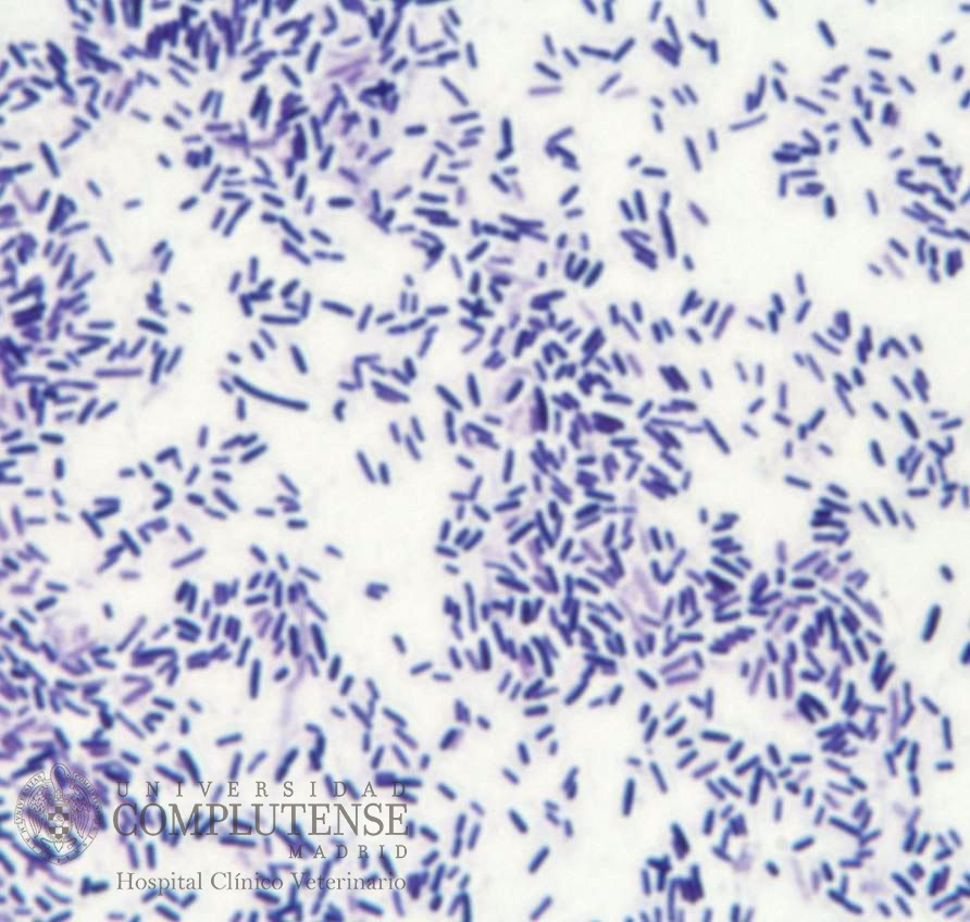 Exudado ótico de un perro con otitis crónica. Imagen microscópica de Pseudomonas spp. Tinción simple con Violeta de Genciana.