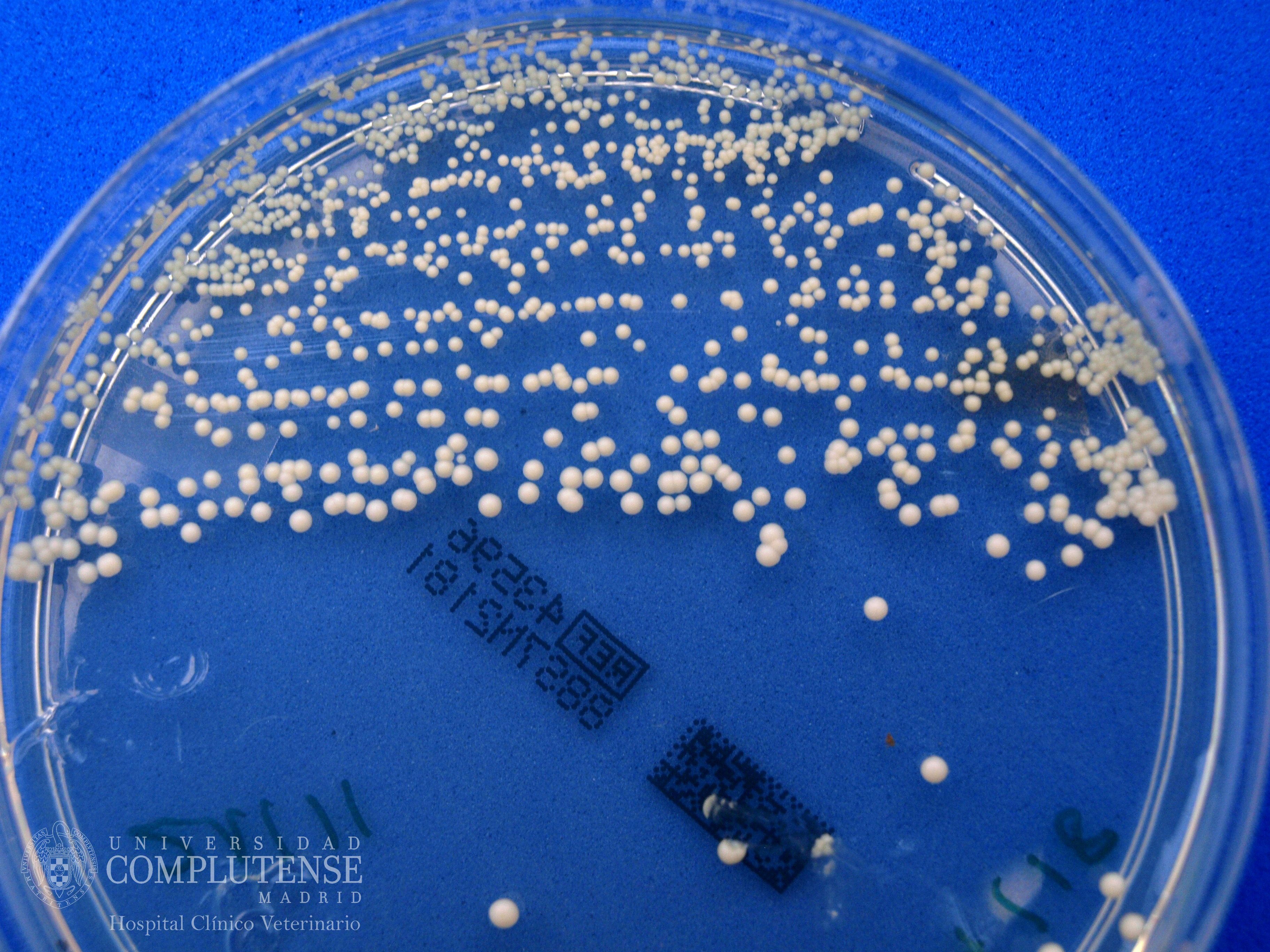 Exudado ótico de un perro. Imagen macroscópica de Malassezia pachydermatis en Medio de cultivo Agar Sabouraud con cloranfenicol.