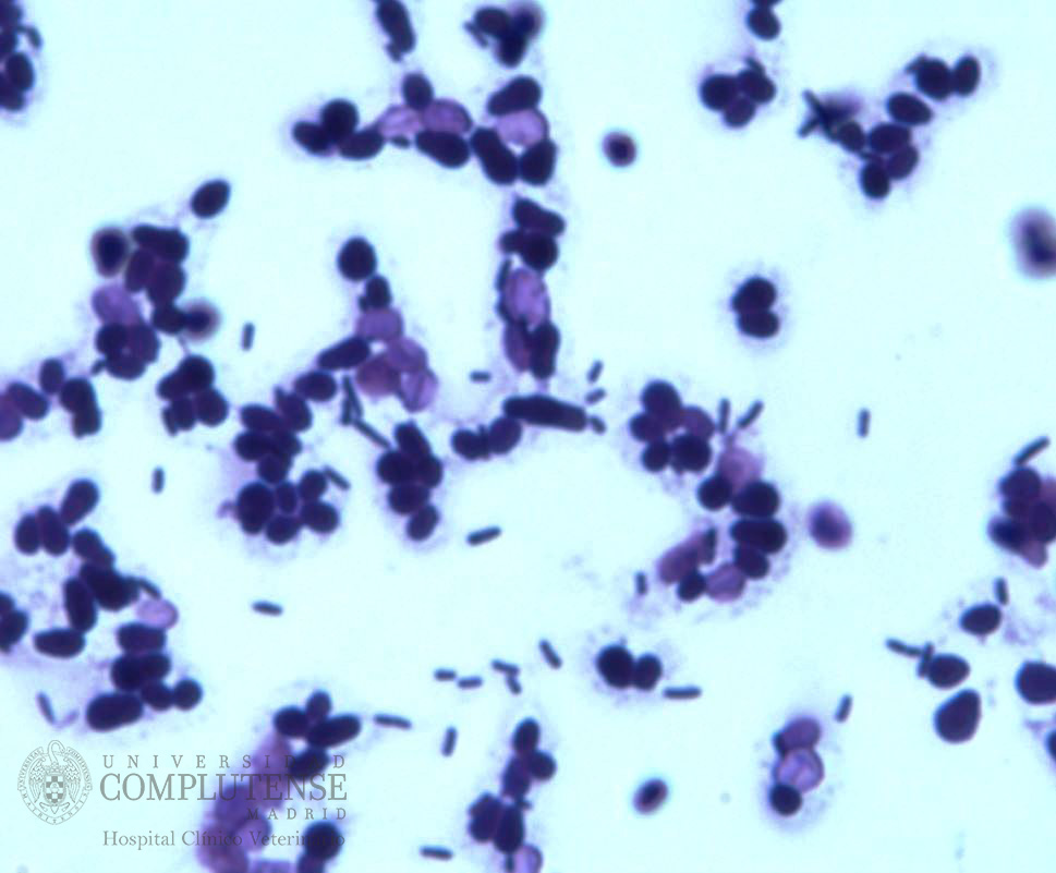 Exudado ótico de un perro con otitis crónica. Imagen microscópica conjunta de Malassezia pachydermatis y Pseudomonas spp. Tinción simple con Violeta de Genciana.