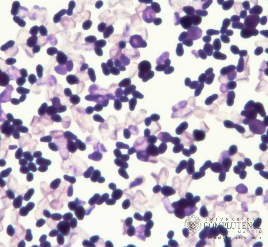 Exudado ótico de un perro. Imagen microscópica de Malassezia pachydermatis. Tinción simple con Violeta de Genciana.
