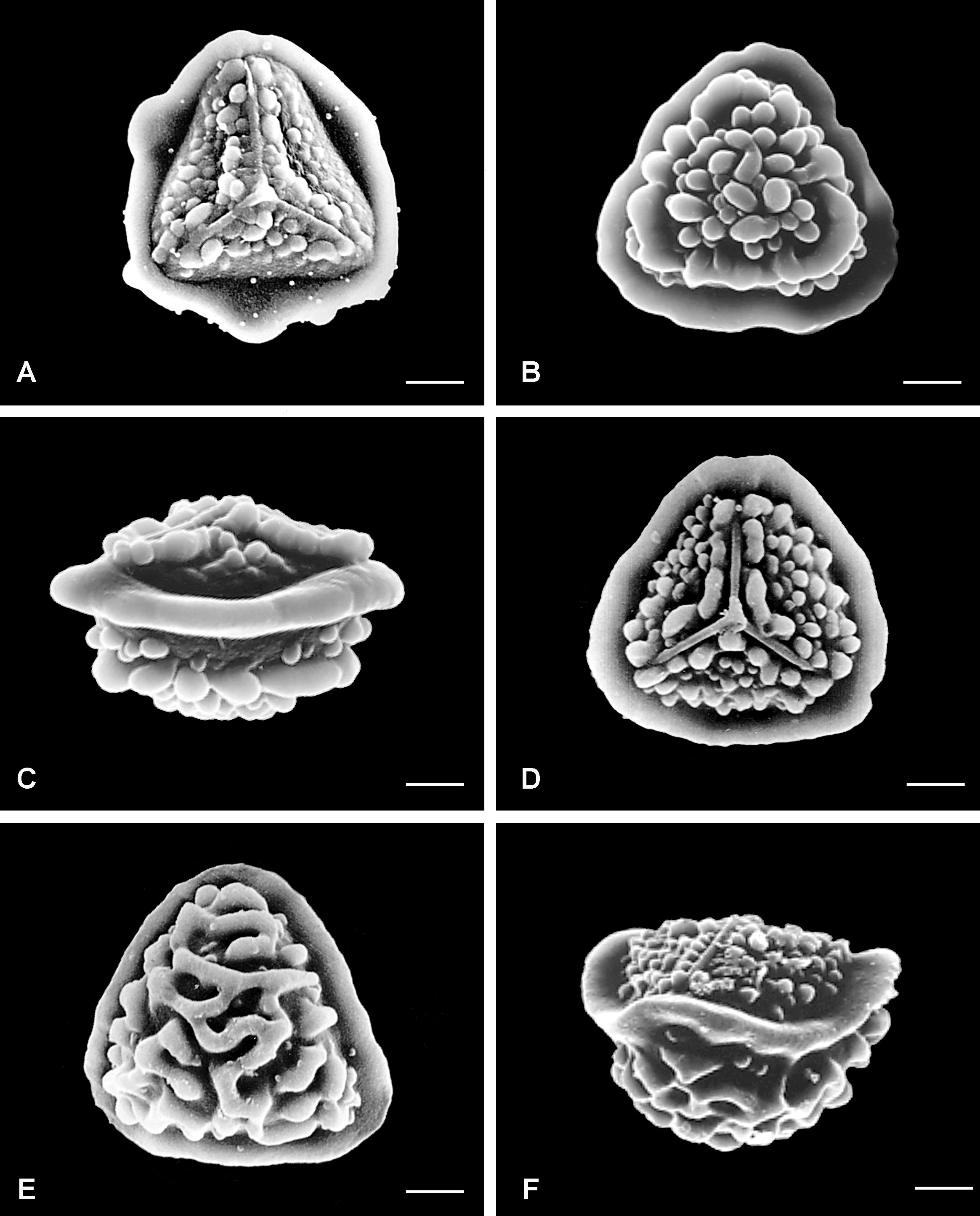 Esporas de especies mesoamericanas de Pteris - Grana