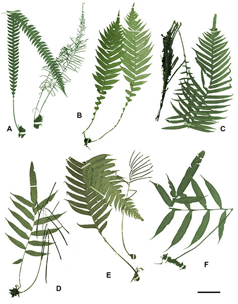 Filogenia y filogeografía de Lomaridium - Taxon