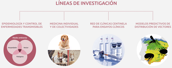 Líneas de investigación del grupo.