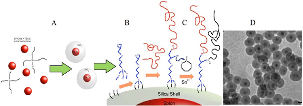 Scheme of the route followed to obtain magnetic nanoparticles with polymer coating. A) Synthesis of silica coated magnetic nanoparticles using the inverse microemulsion method. B) Functionalization of the silica surface. C) PEG bonding and PCL polymerization. D) Resultant nanoparticles with magnetic core, silica coating and polymer film (PEG and PCL) on the outside. 