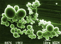 Micropartículas de látex de poliacrilamida cargado con el principio activo fosfato sódico de dexametasona.