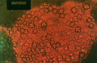 Recrystallization at 180 ° C of the n-alkylammonium chloride surfactant.