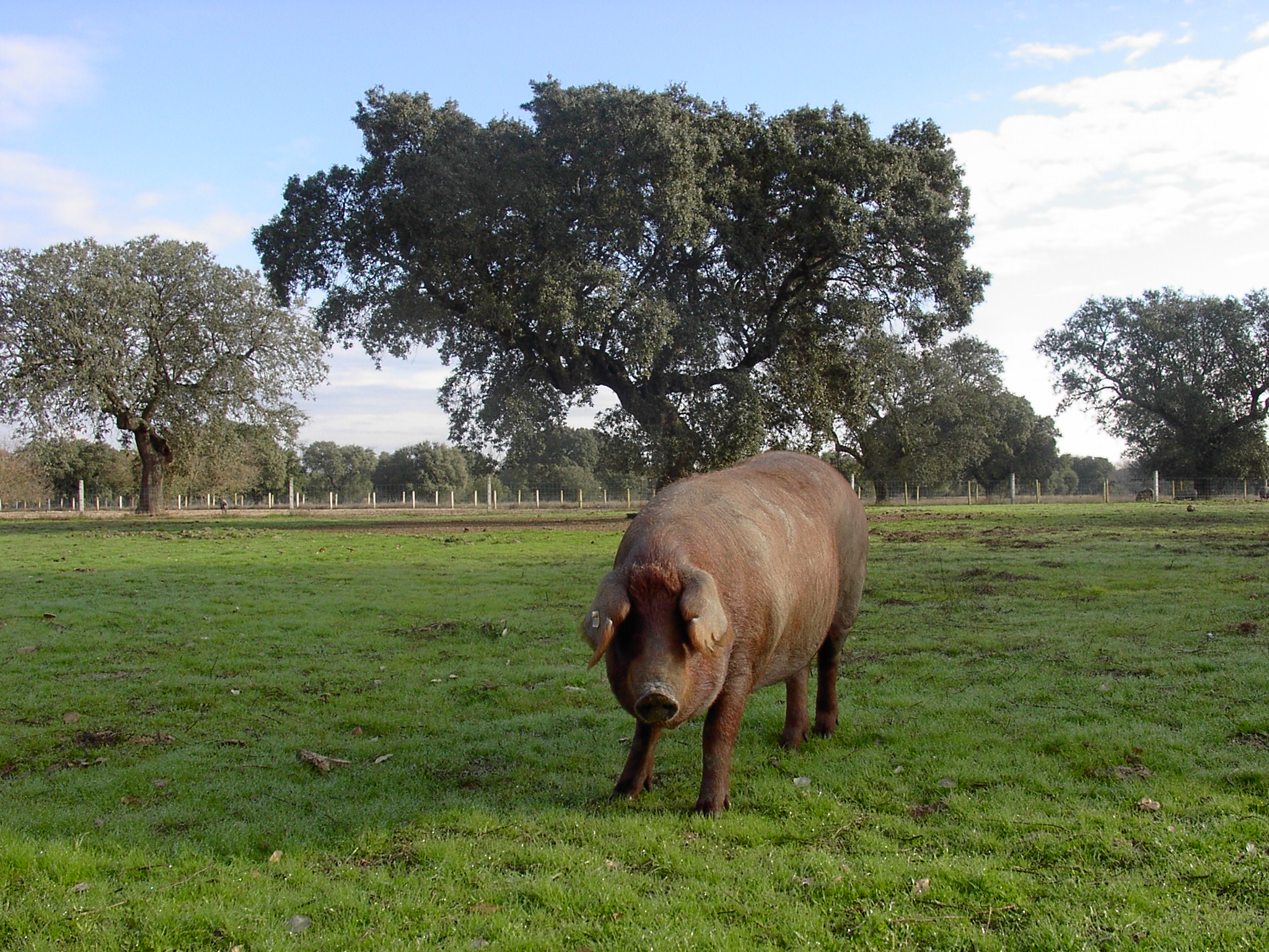  Iberian pig in free-range.