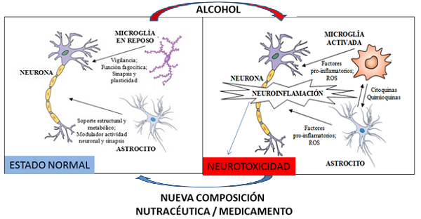 El consumo perjudicial de alcohol altera la homeostasis cerebral normal induciendo fenómenos de neuroinflamación, que consiste en la activación de la microglía y liberación de sustancias pro-inflamatorias y oxidantes (ROS), que pueden afectar a su vez a las neuronas. Si la neuroinflamación se cronifica puede dar lugar a fenómenos de toxicidad y daño neuronal. La nueva composición nutracéutica o medicamento puede prevenir la acción neuroinflamatoria del alcohol y el daño neuronal, así como conductas derivadas del abuso de alcohol como la anhedonia, la ansiedad y la depresión.