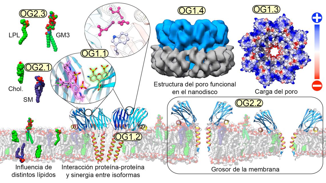 La figura resume la diversidad de situaciones que permite analizar la metodología ofertada, desde el empleo de gran diversidad de lípidos hasta la determinación de la estructura tridimensional de proteínas de membrana insertadas en nanodiscos, pasando por el estudio local de las interacciones que se producen, bien entre la proteína y los lípidos, bien entre ésta y otras unidades proteicas. Es además posible el estudio de múltiples parámetros biofísicos y termodinámicos relacionados con el grosor de la membrana, su fluidez, su permeabilidad o la existencia de dominios locales bien diferenciados.