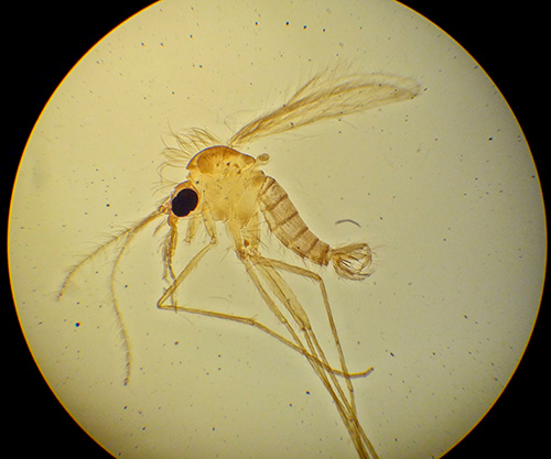 Phlebotomus perniciosus male