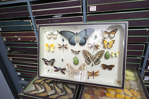 Caja entomológica de la colección UCME