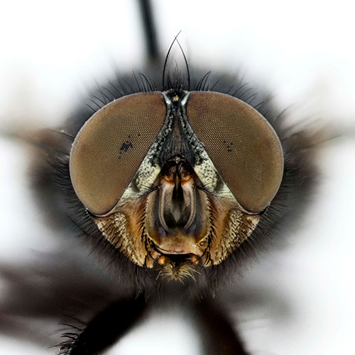 Fly (Calliphora vicina).