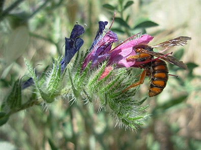 Abeja de la especie Rhodanthidium sticticum visitando una flor de Echium.