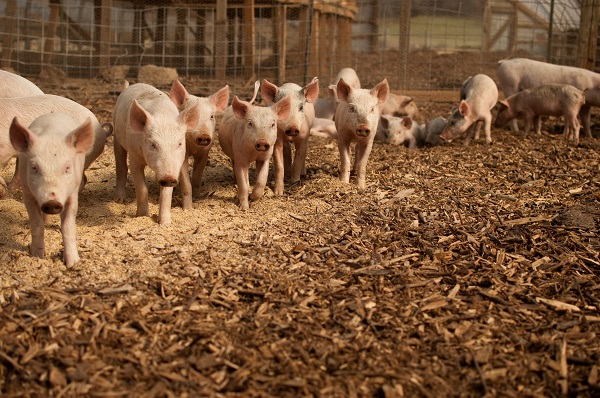 Más de 9.000 pollos y cerdos se han analizado en la Unión Europea en este estudio. / Brian Johnson & Diane Kantner