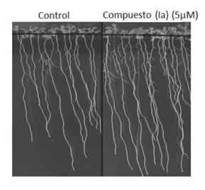 Fotografías de plantas de Arabidopsis crecidas durante 12 días en medio MS1/2 en
ausencia o presencia de 5 μM del compuesto de fórmula 