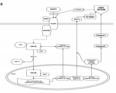 Ruta de señalización neuroinmune TLR4/MyD88/NF-kB propuesta mediada por HMGB1 tras activación por alcohol, provocando estrés oxidativo, activación de la caspasa 3 y daño celular