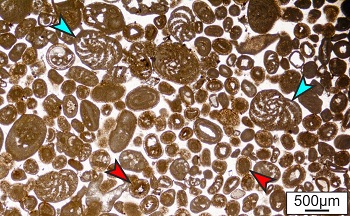 Fotografía de microscopio de las rocas formadas por oolitos y foraminíferos bentónicos (flechas de color rojo y azul, respectivamente). / UCM. 