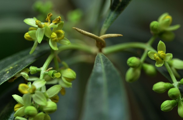 Olea europea, fundamental en la dieta y en la economía española. / Cerlin Ng.