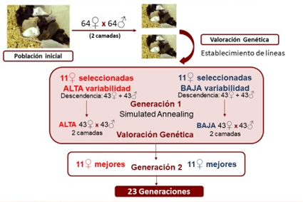 Muestra un esquema explicativo del proceso de selección genética de las líneas divergentes.