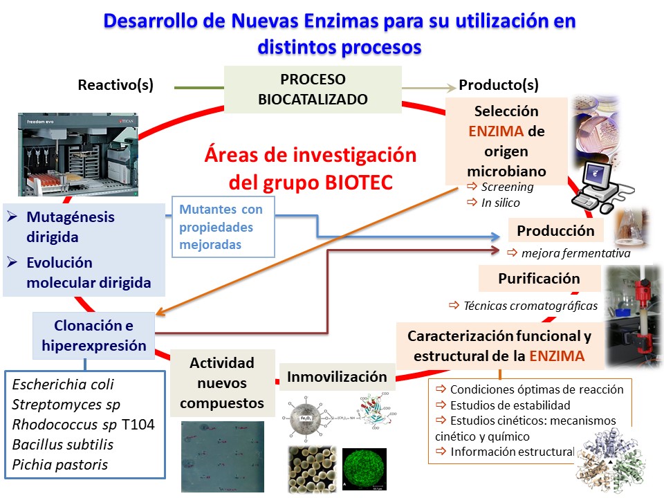 Plataforma de desarrollo de nuevas enzimas del Grupo BIOTEC