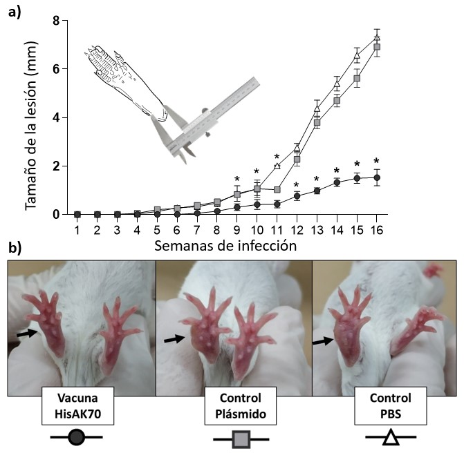 Progresión de la inflamación en la almohadilla plantar tras la infección con L. amazonensis en los 3 grupos de ratones que habían sido inmunizados respectivamente con: tampón fosfato (control PBS), el plásmido vacío (control plásmido) y el plásmido con la construcción vacunal (vacuna HisAK70) (a). Aspecto de las lesiones después de 13 semanas de infección (b). Los asteriscos indican la existencia de diferencias significativas con respecto a los grupos control (control PBS y control plásmido vacío) (* P < 0.05).