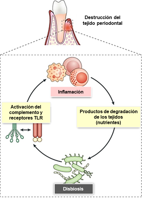 Fig. 2: La alteración del lábil equilibrio del ecosistema oral (disbiosis) aumenta la inflamación, la cuál genera un entorno nutricionalmente favorable para la expansión selectiva de los organismos asociados a la periodontitis.