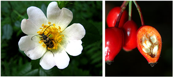 Una especie del género Rosa: flor (con un visitante) y frutos (uno de ellos seccionado)