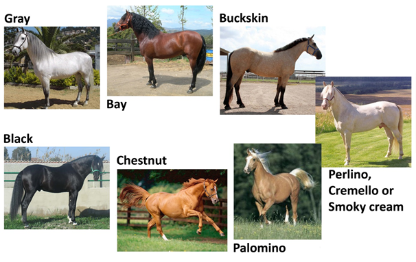 The most common horse coats colors 