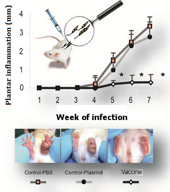 Progression of inflammation in the plantar pad following L. major infection in the 3 groups of mice, which had been respectively immunized with: PBS, the empty plasmid and the plasmid with the vaccine construct (panel A). Appearance of the injuries after 7 weeks of infection (panel B). Asterisks indicate the existence of significant differences with respect to the control groups (PBS control and empty plasmid control) (*P°<º0.05).