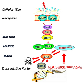 Figure 1. Diagram illustrating how the genetic amplification and feedback circuit of the CWI route mediated by MAPK Slt2 in S. cerevisiae operates. The different components involved in this pathway, which response to stress on the cell wall, and the composition of the gene construct of the invention are shown.