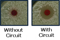 Figure 2. Illustrative photographs of growth inhibition caused in S. cerevisiae by a disc impregnated of Congo red in wild cells with and without the genetic circuit of signal amplification.