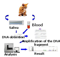 Schematic representation of methodology followed for genetic identification.