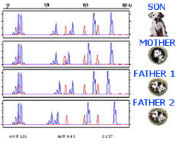 Contrast of the genetic profile of a cub compared to the two possible parents.