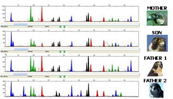 Contrast of the genetic profile of a child against two possible parents.