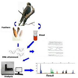 Schematic representation of the methodology used for genetic identification.