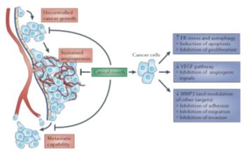 Cannabinoids block tumor progression by inhibiting cancer cell proliferation and inducing cancer cell death by apoptosis, by hampering tumor angiogenesis, and by hindering metastasis (from Velasco, Sánchez and Guzmán, Nature Reviews Cancer 2012)