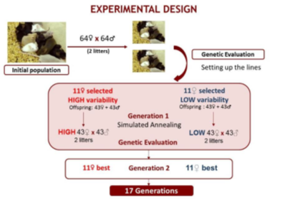 Experimental Design