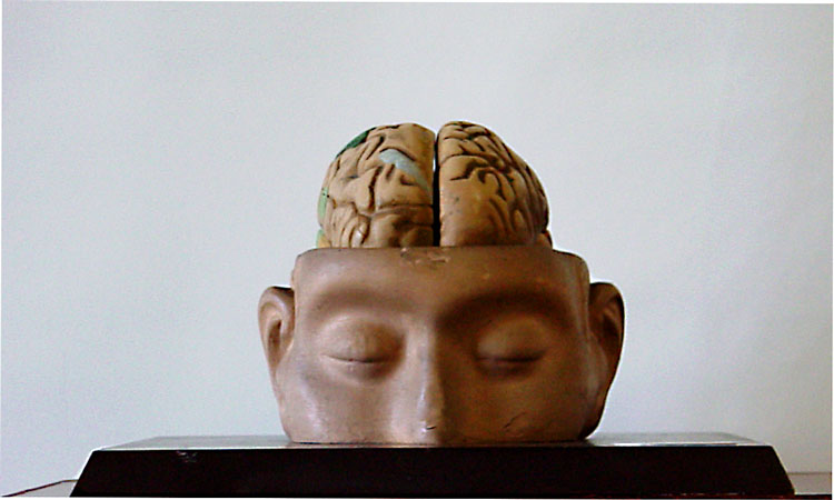 Maqueta del cerebro humano