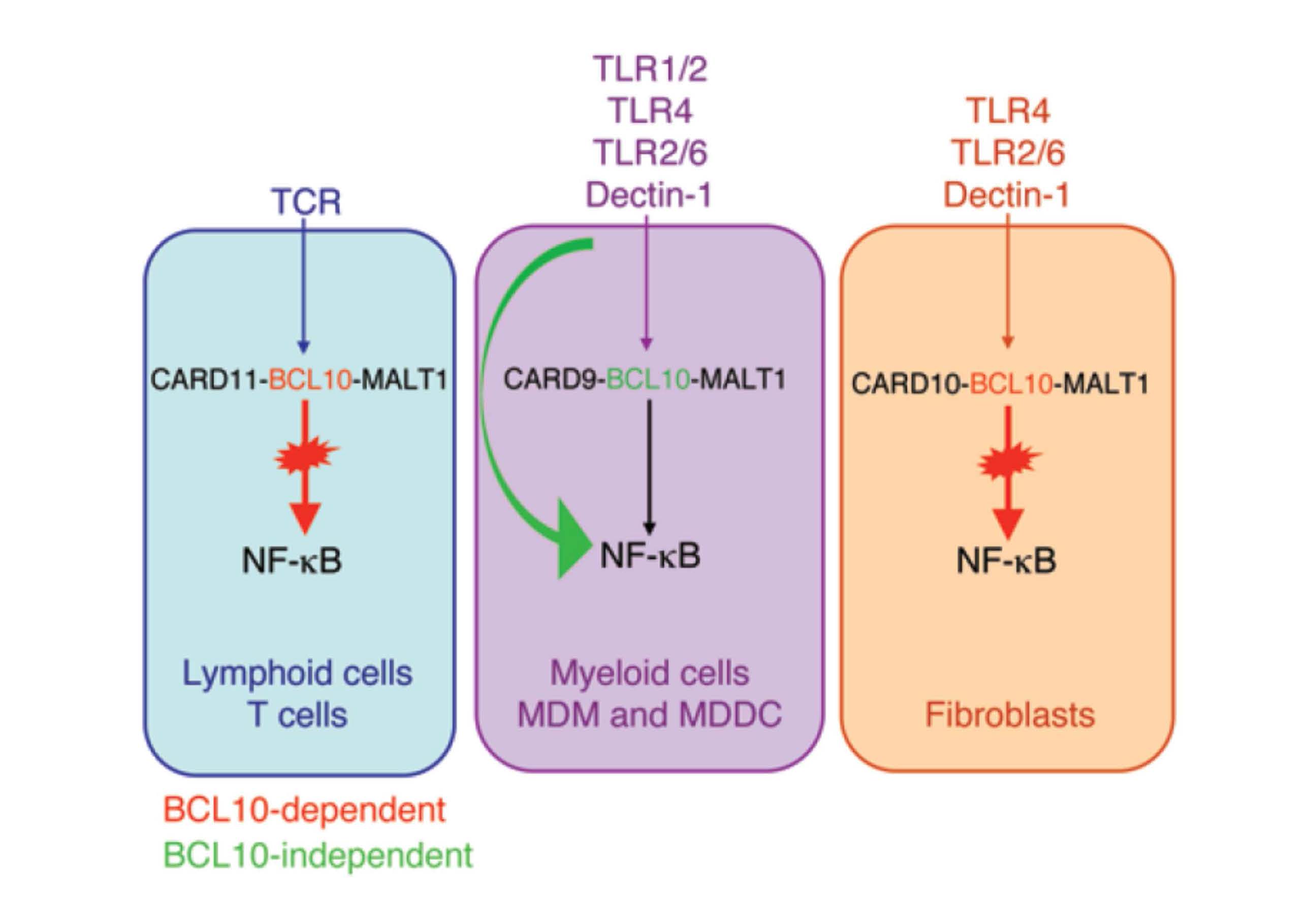 Cell type-specific role of Bcl-10 in NF-KB activation (J Clin Invest 2014)