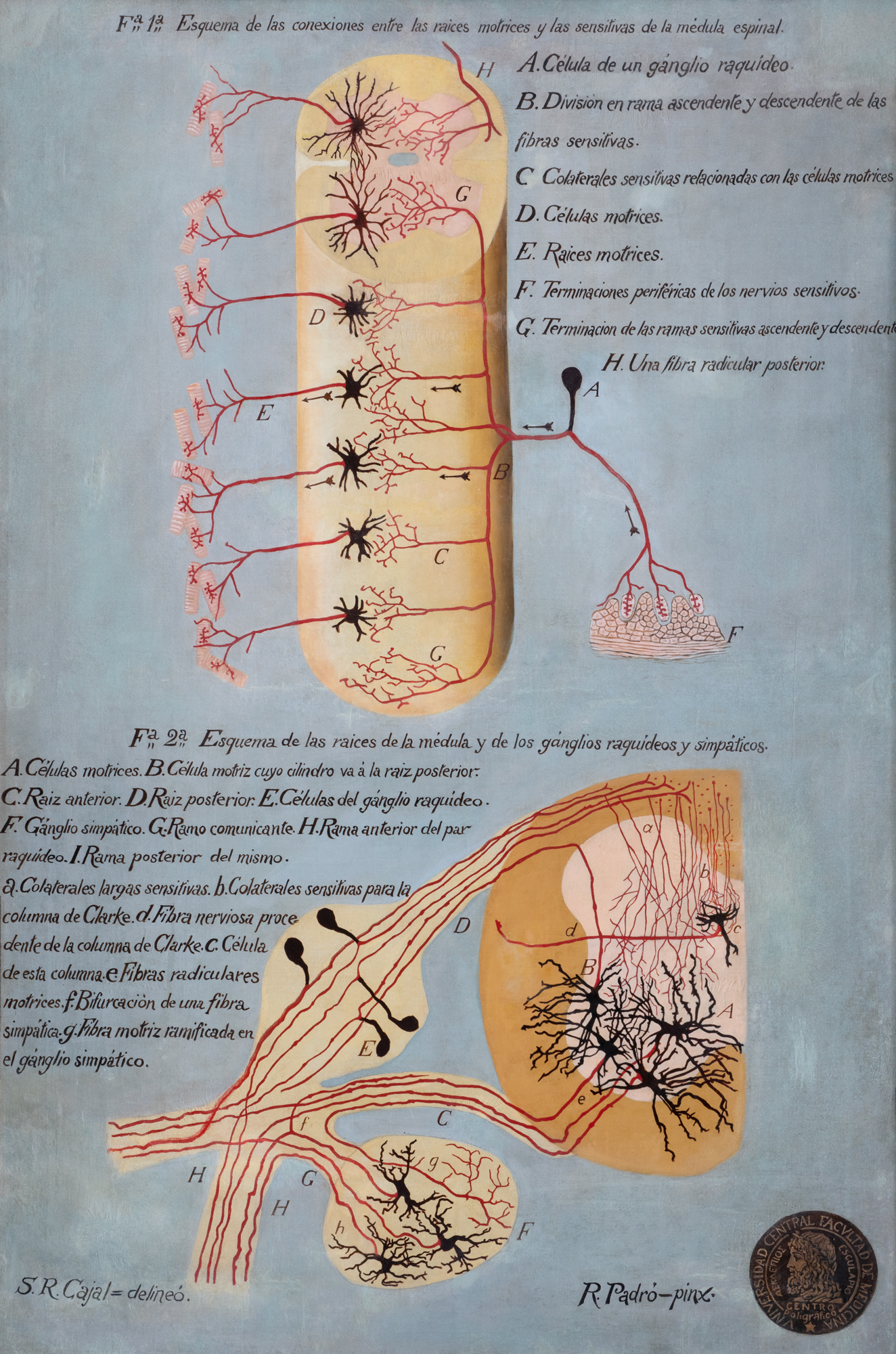 Conexiones de la médula espinal: motoras, sensitivas y vegetativas simpáticas