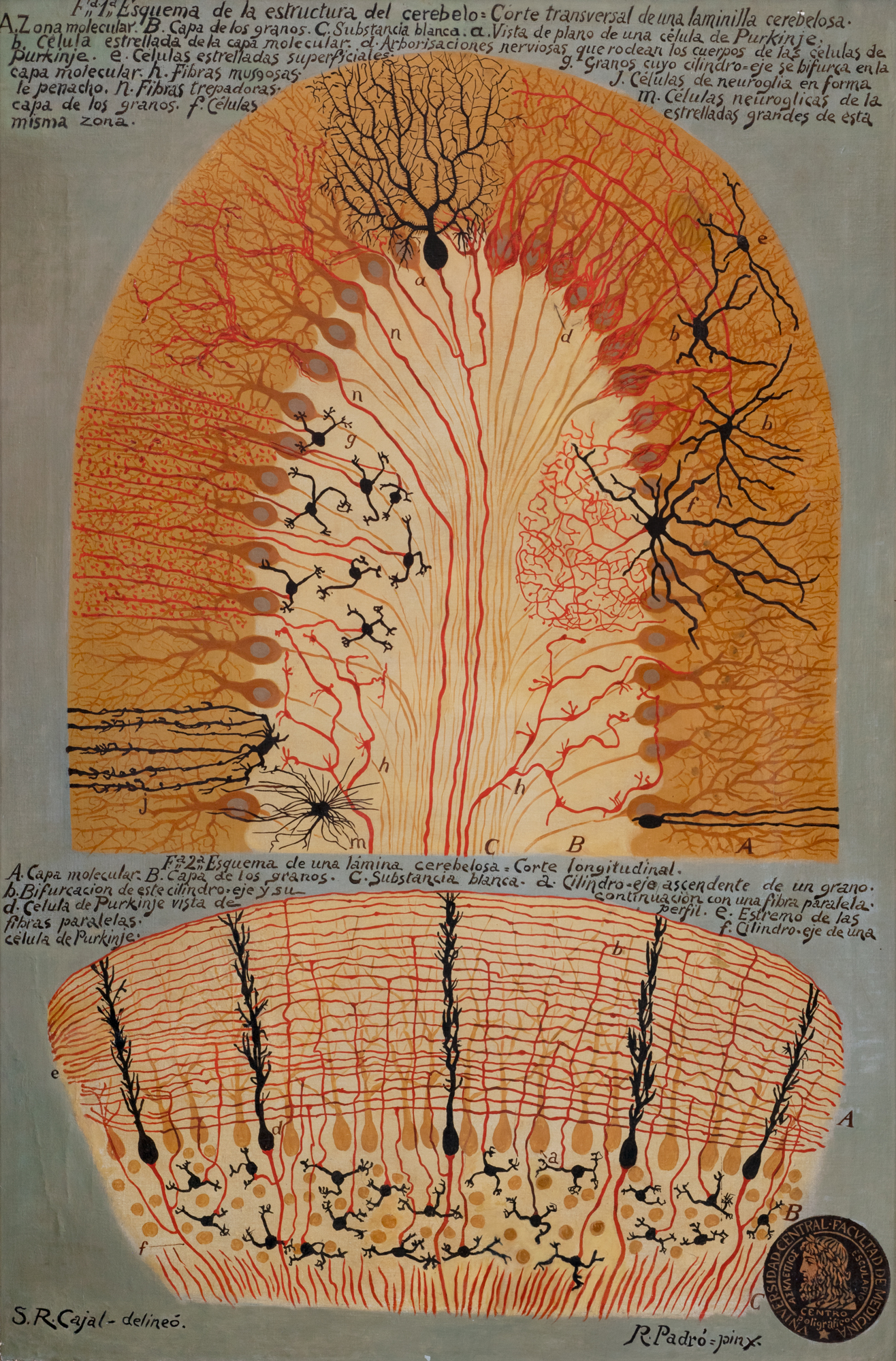 Corteza cerebelosa