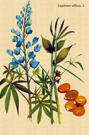 Altramuces - Lupinus albus L.