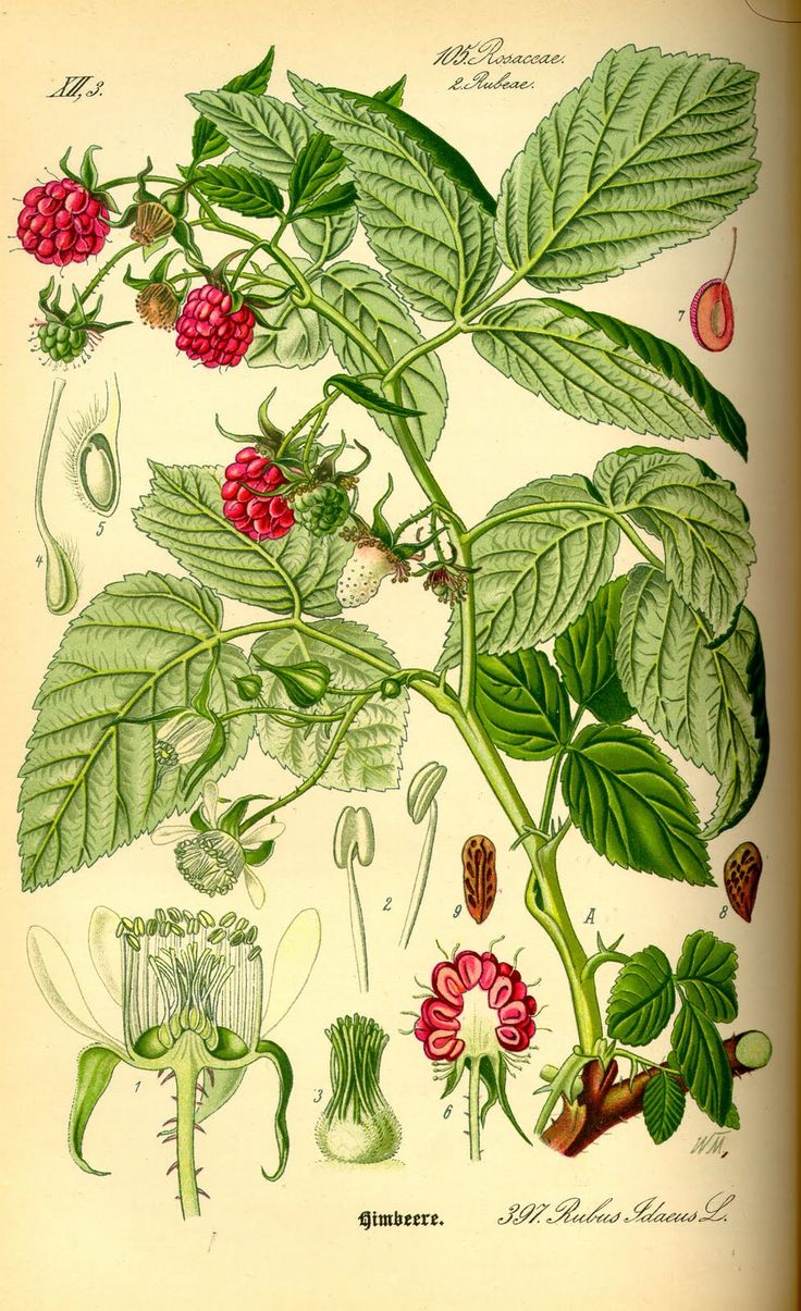 Frambuesa - Rubus idaeus