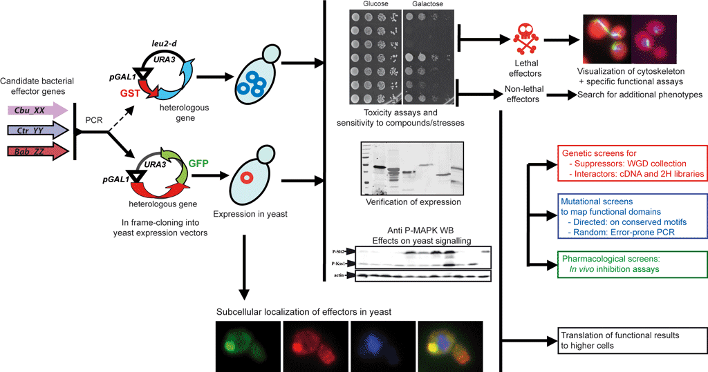 Flow work diagram for the functional study in yeast of bacterial translocated effectors of unknown function.