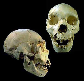 Homo heidelbergensis, Sima de los huesos, Atapuerca, Burgos -España-
